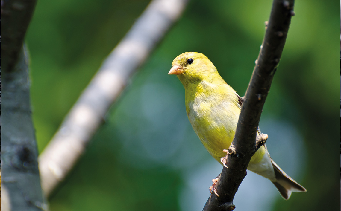 Kanarie Serinus canaria vakantiepark Zevenbergen dieren dierenpark