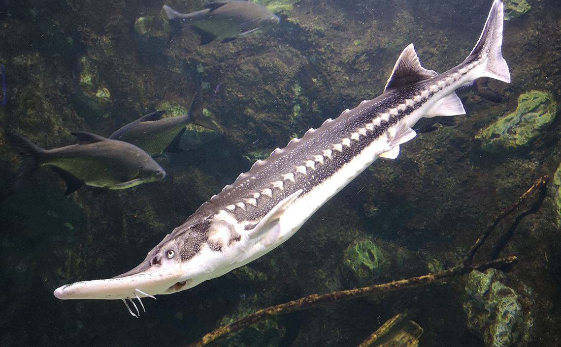 Steur Acipenser sturio vakantiepark Zevenbergen dieren dierenpark