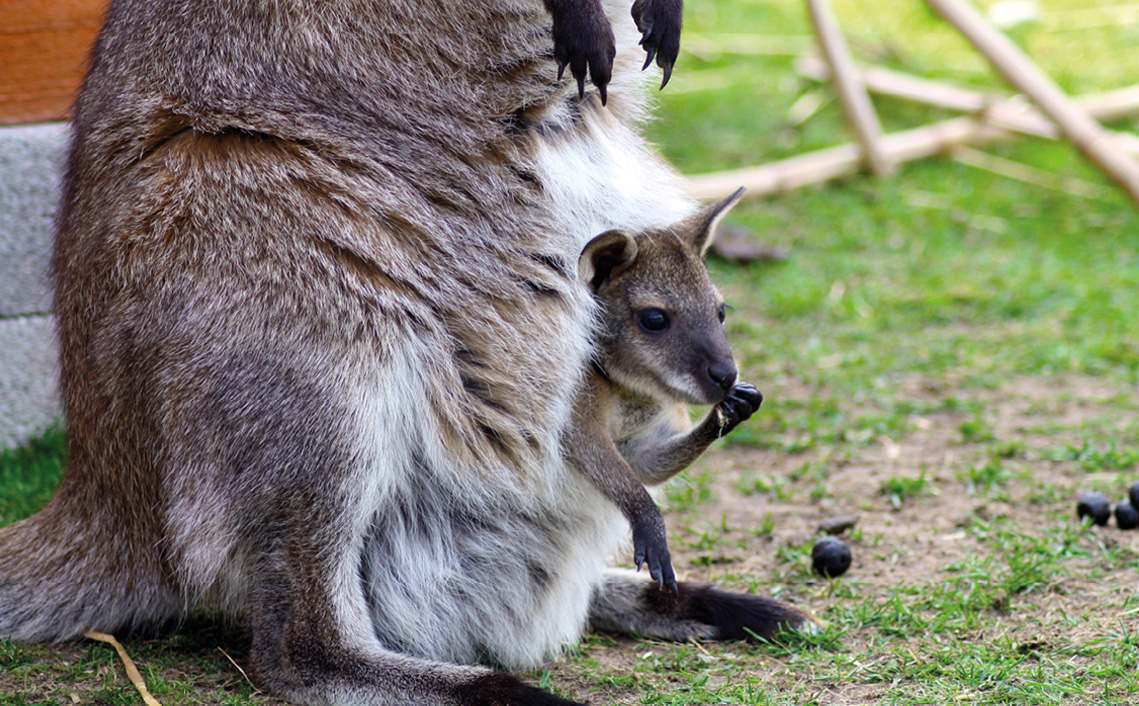 Wallaby vakantiepark Zevenbergen dieren dierenpark