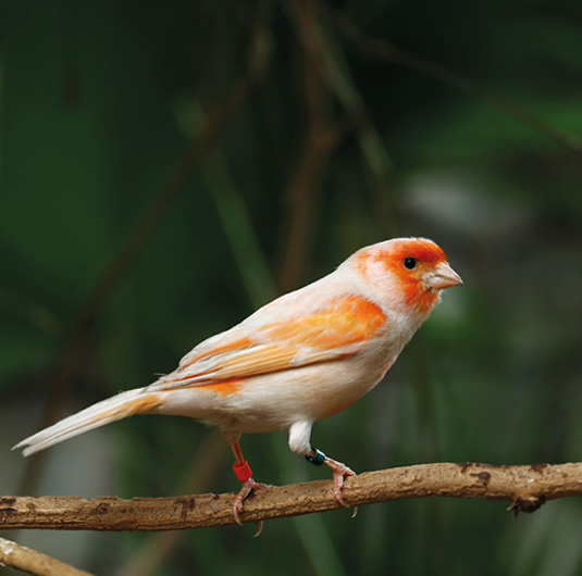 Kanarie Serinus canaria vakantiepark Zevenbergen dieren dierenpark
