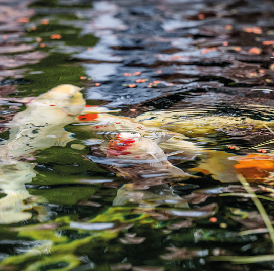 Koi Karper KoiKarper vakantiepark Zevenbergen dieren dierenpark