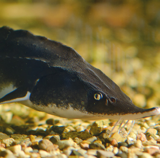 Steur Acipenser sturio vakantiepark Zevenbergen dieren dierenpark