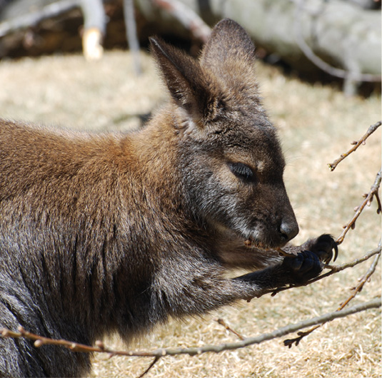 Wallaby vakantiepark Zevenbergen dieren dierenpark