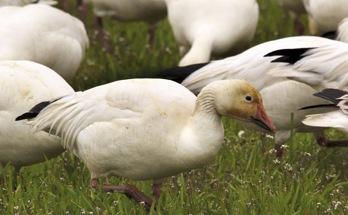 Witte Ross-gans vakantiepark Zevenbergen vogels vogelpark