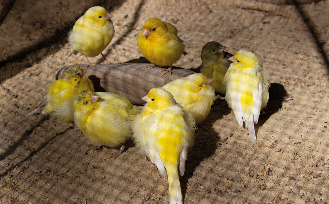 Kanarie Serinus canaria vakantiepark Zevenbergen dieren dierenpark