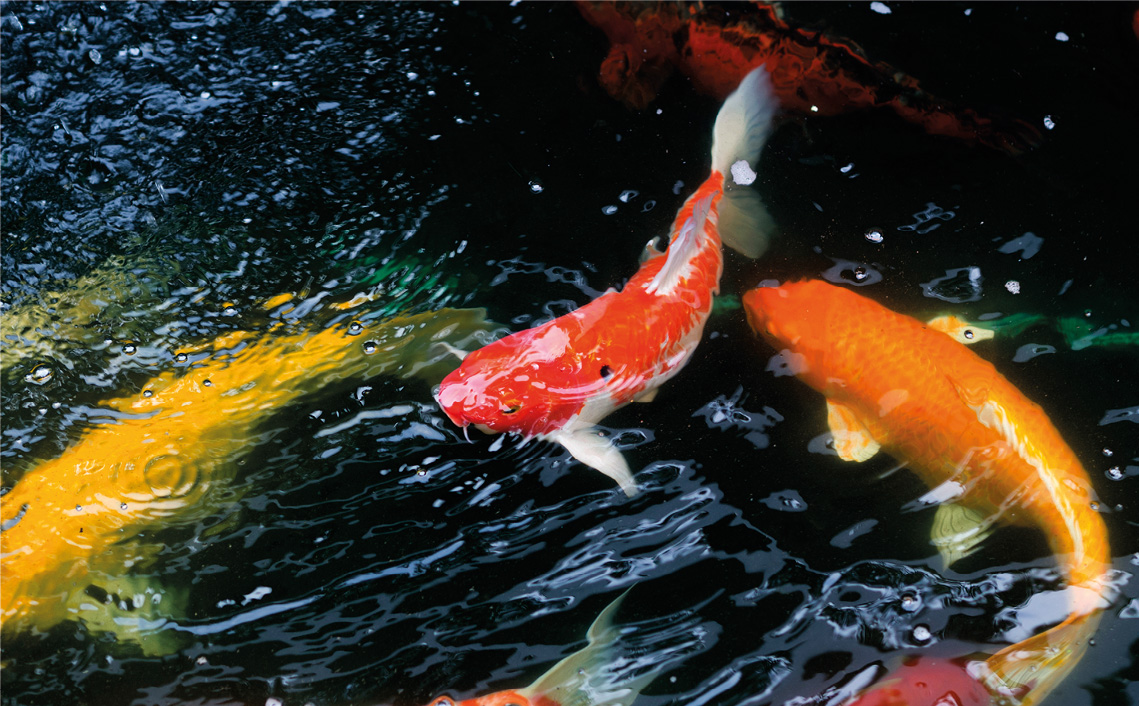 Koi Karper KoiKarper vakantiepark Zevenbergen dieren dierenpark