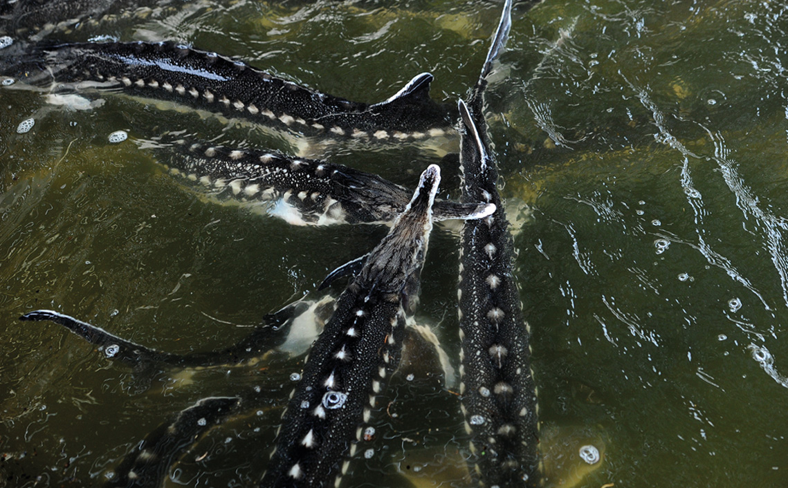 Steur Acipenser sturio vakantiepark Zevenbergen dieren dierenpark