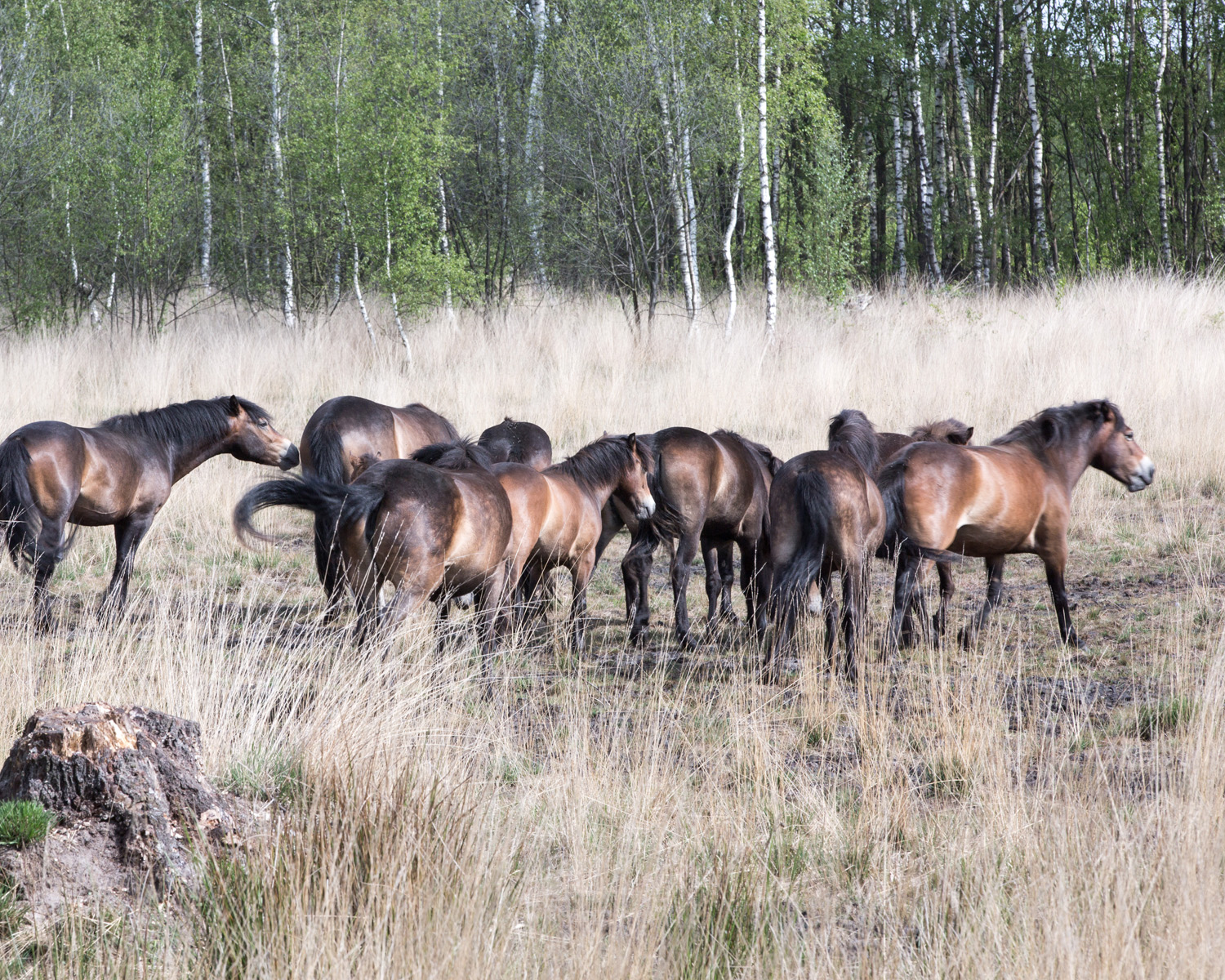 Natuurlijke hotspots wandel door de Maashorst