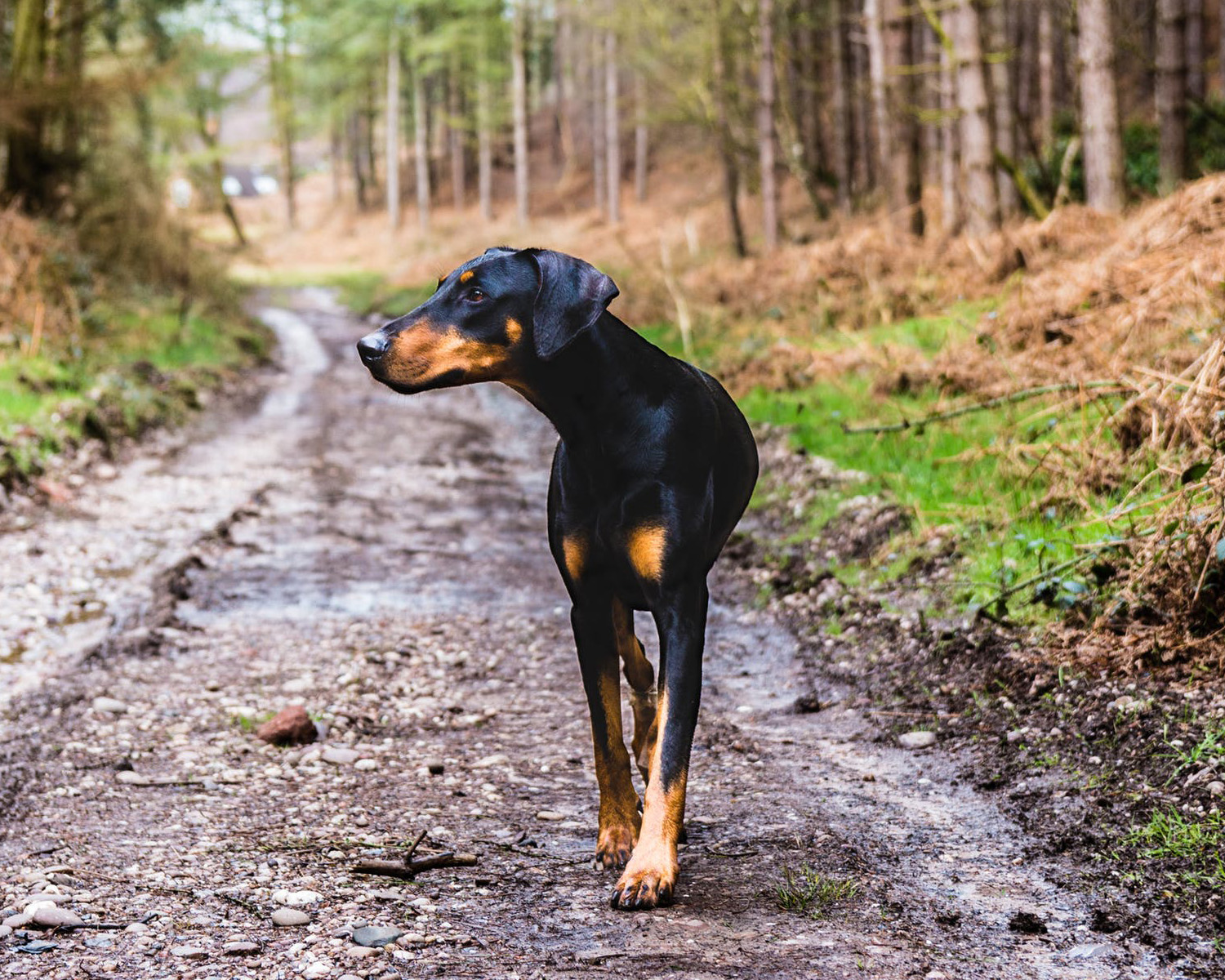 Wandelroutes voor honden omgeving Heesch