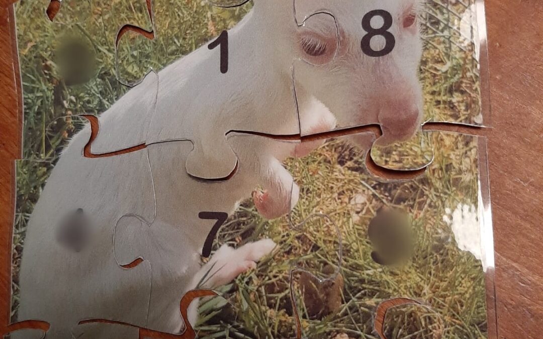 Ontdek de magie van de ‘Skippy’ multi cache op Vakantiepark Zevenbergen