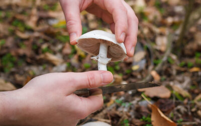 Ontdek de paddenstoelen tijdens een herfstwandeling door onze bossen