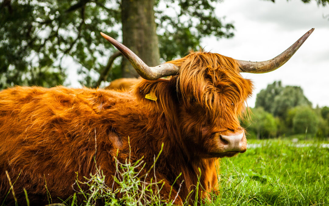 Wandelen in De Maashorst: een route vol natuur, historie en archeologie