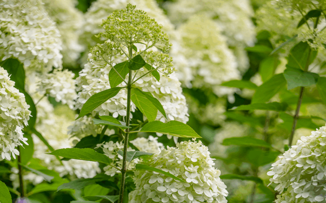 De positieve effecten van de natuur