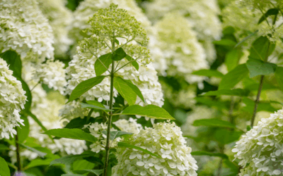 De positieve effecten van de natuur
