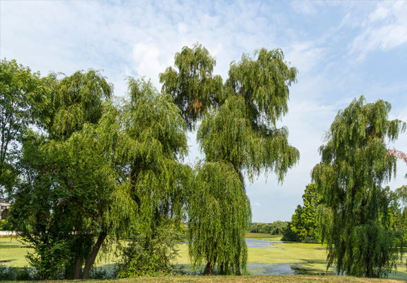 Ganzenven Berheze wandelroute Noord Brabant-1