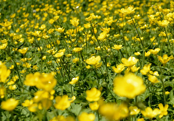 1 Weilanden Berheze wandelroute Noord Brabant-1 Weilanden Bernheze wandelroute Noord Brabant