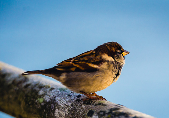 Golfclub Bernheze wandelroute Noord Brabant-1