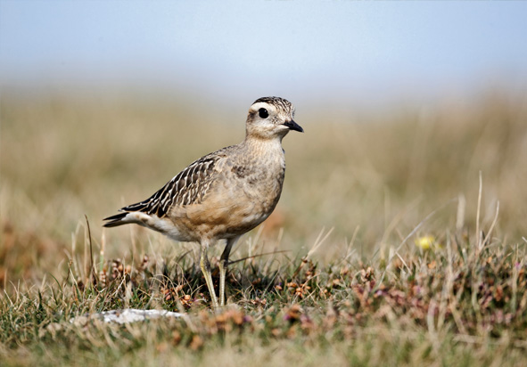 2 Nistelrode Golfbaan wandelroute Noord Brabant