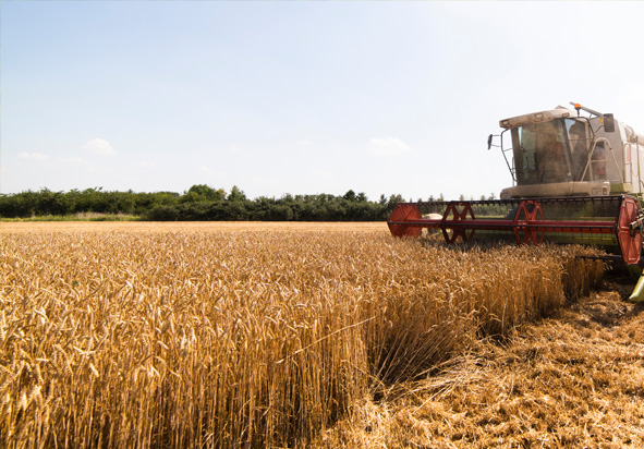 2 Weilanden Berheze wandelroute Noord Brabant-1 Weilanden Bernheze wandelroute Noord Brabant