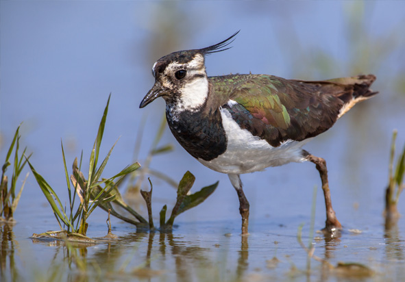 Ganzenven Berheze wandelroute Noord Brabant-1