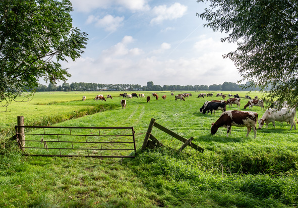 3 Weilanden Berheze wandelroute Noord Brabant-1