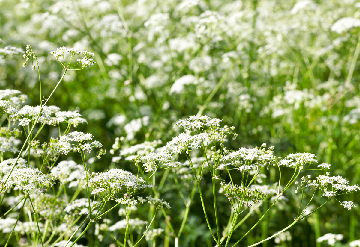 Weilanden Bernheze wandelroute Noord Brabant