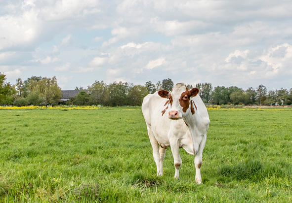 1 Museau en monumenten Bernheze Fietsroute Noord Brabant Musea en monumenten Bernheze Fietsroute Noord Brabant