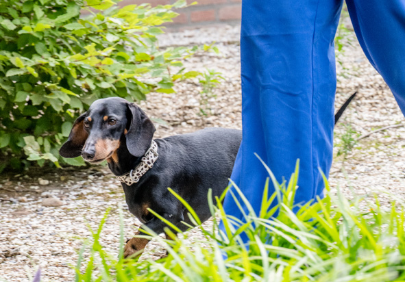 3 Uden Bernheze fietsroute Noord Brabant-1 3 Uden Bernheze fietsroute Noord Brabant-1