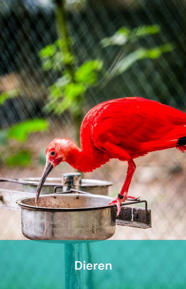 Dieren op Vakantiepark Zevenbergen