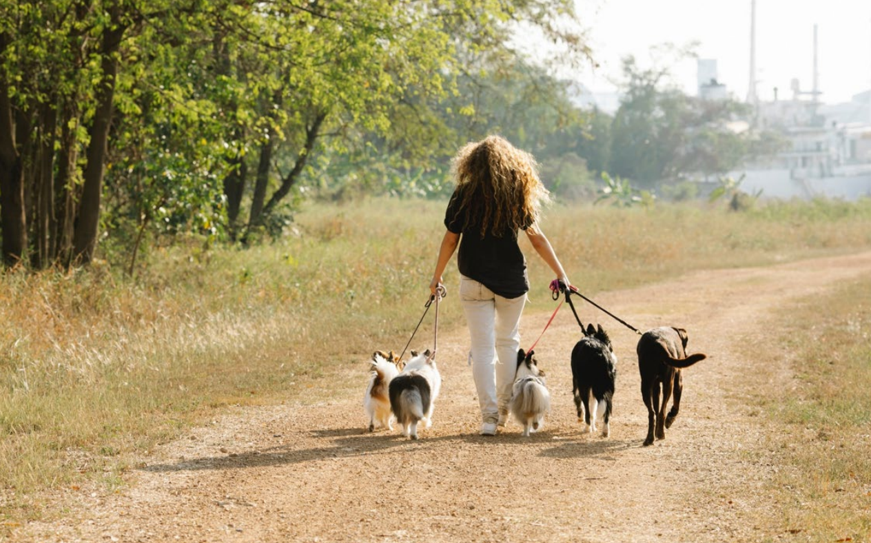 Hond wandelen De Maashorst