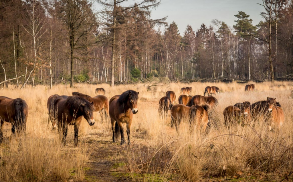 Wilde paarden De Maashorst