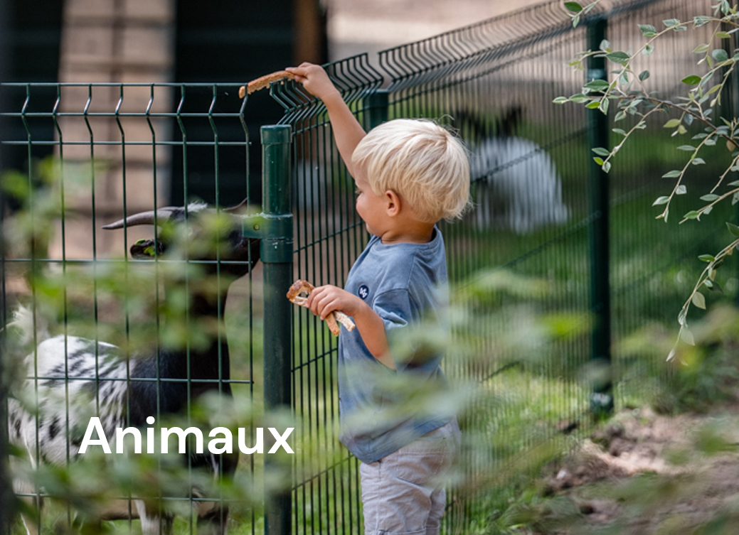 Animaux Animaux