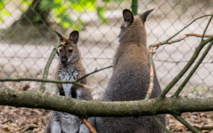 Vakantiepark Zevenbergen dieren