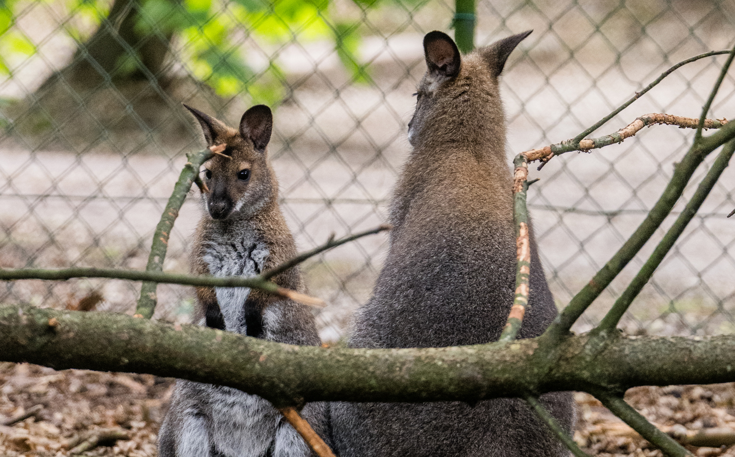 Vakantiepark Zevenbergen dieren