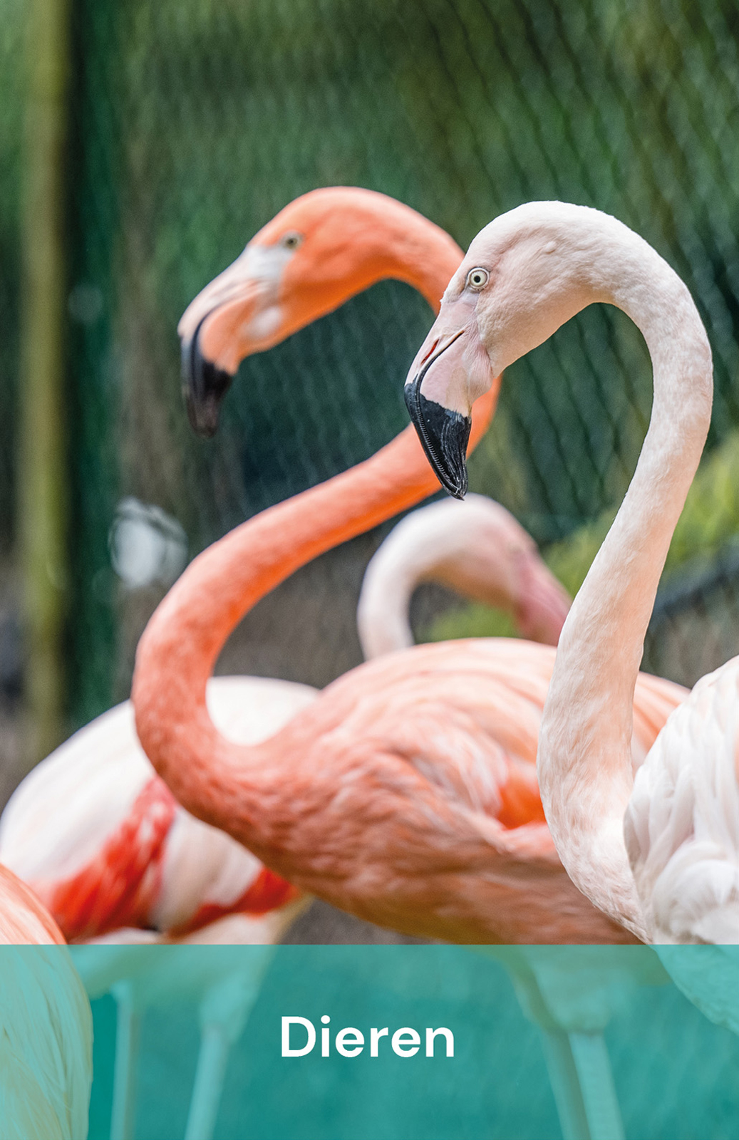 dieren dieren