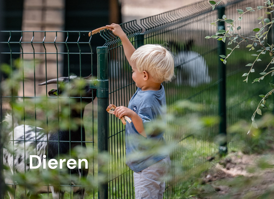 dieren dieren